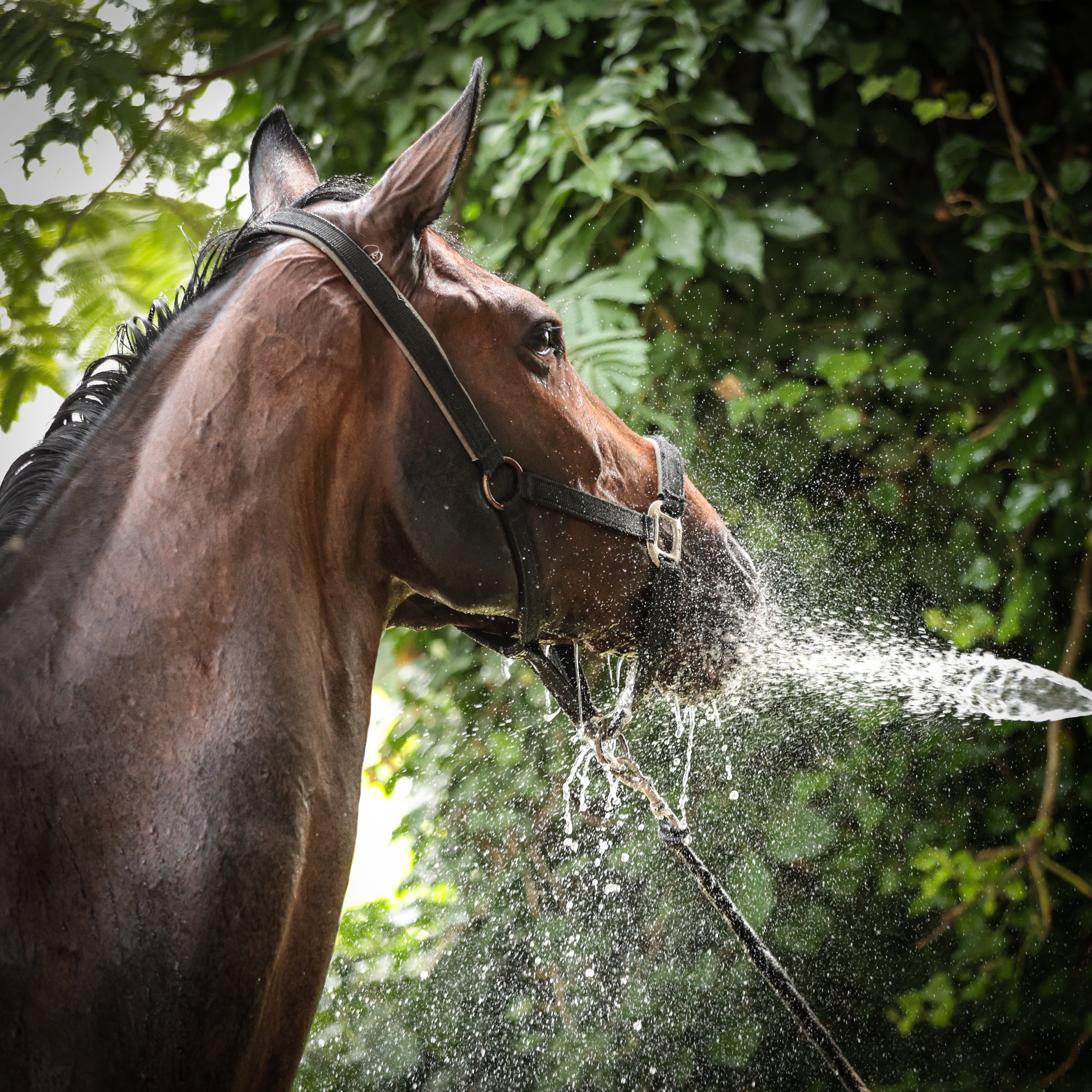 Cavalli e caldo: l'importanza degli elettroliti
