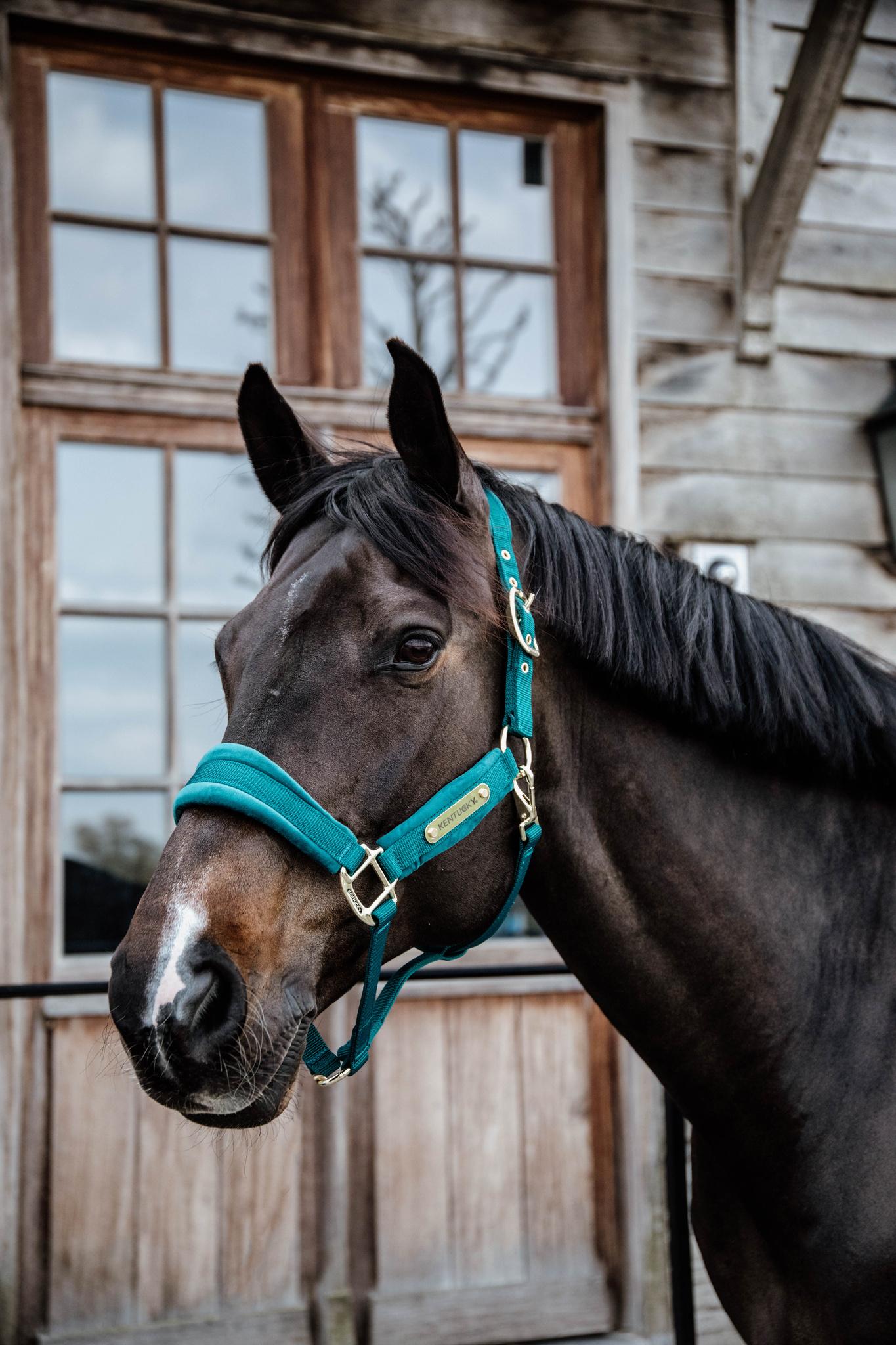 Halter in VELLUTO KENTUCKY 42558 71EMERALD KENTUCKY