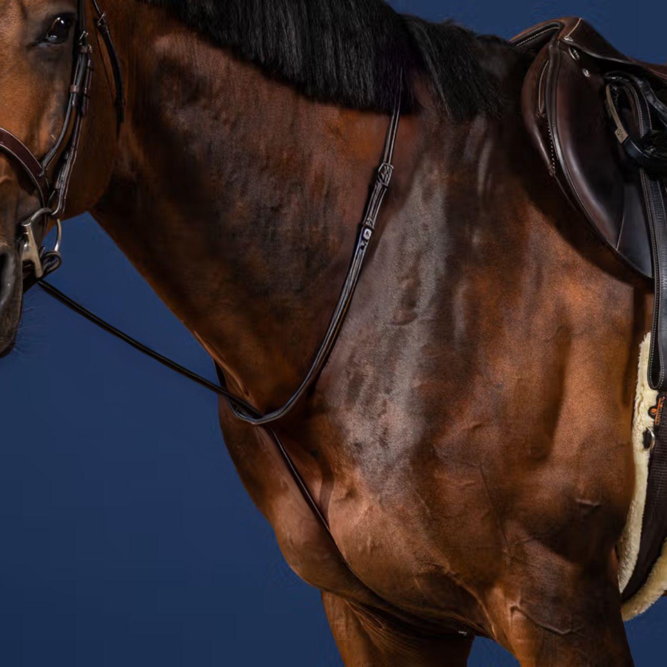 DY'ON STANDING MARTINGALE US COLLECTION DY'ON Nero MARTINGALE E FORCHETTE US07H BLACK DY'ON