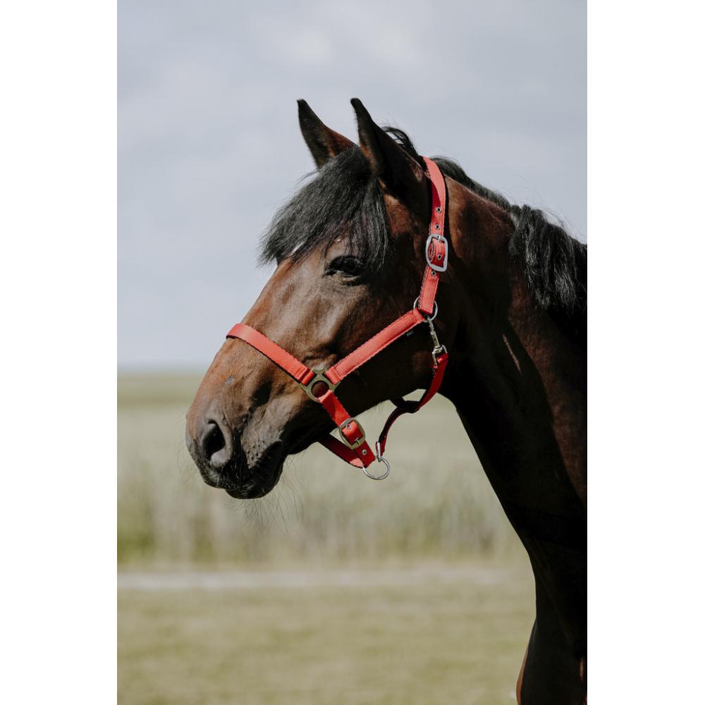 RIDING WORLD Cushing Nylon Headcollar Riding World RED back