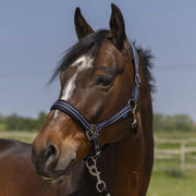 510246 007NAVY NORTON