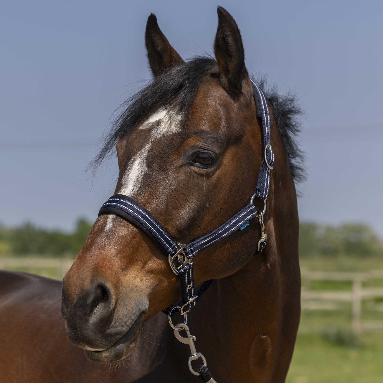 510246 007NAVY NORTON