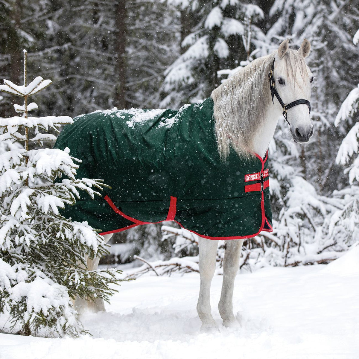 Coperta Da Paddock Rambo Original Turnout 400g
