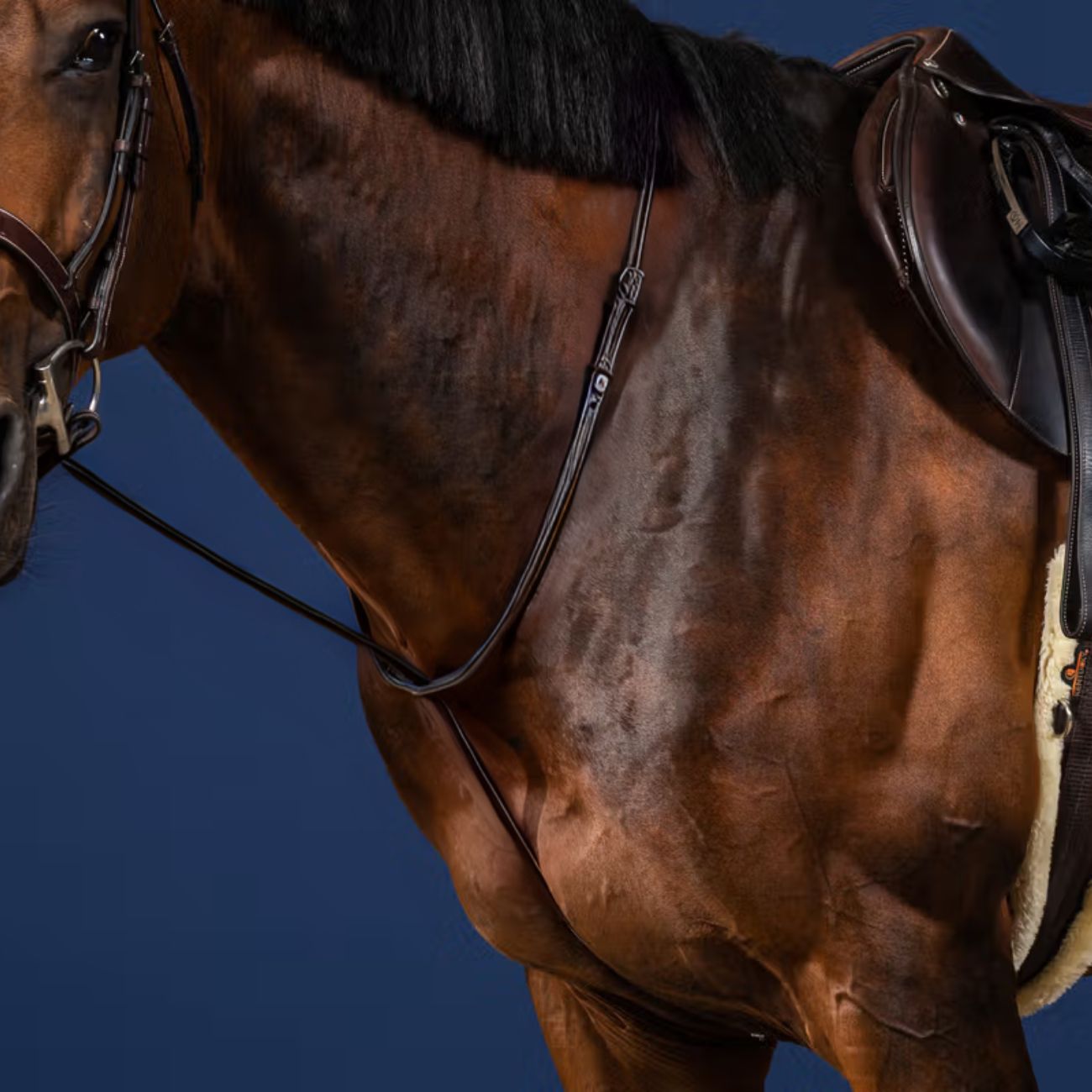 DYON DY'ON STANDING MARTINGALE US COLLECTION DY'ON Nero MARTINGALE E FORCHETTE US07H BLACK 