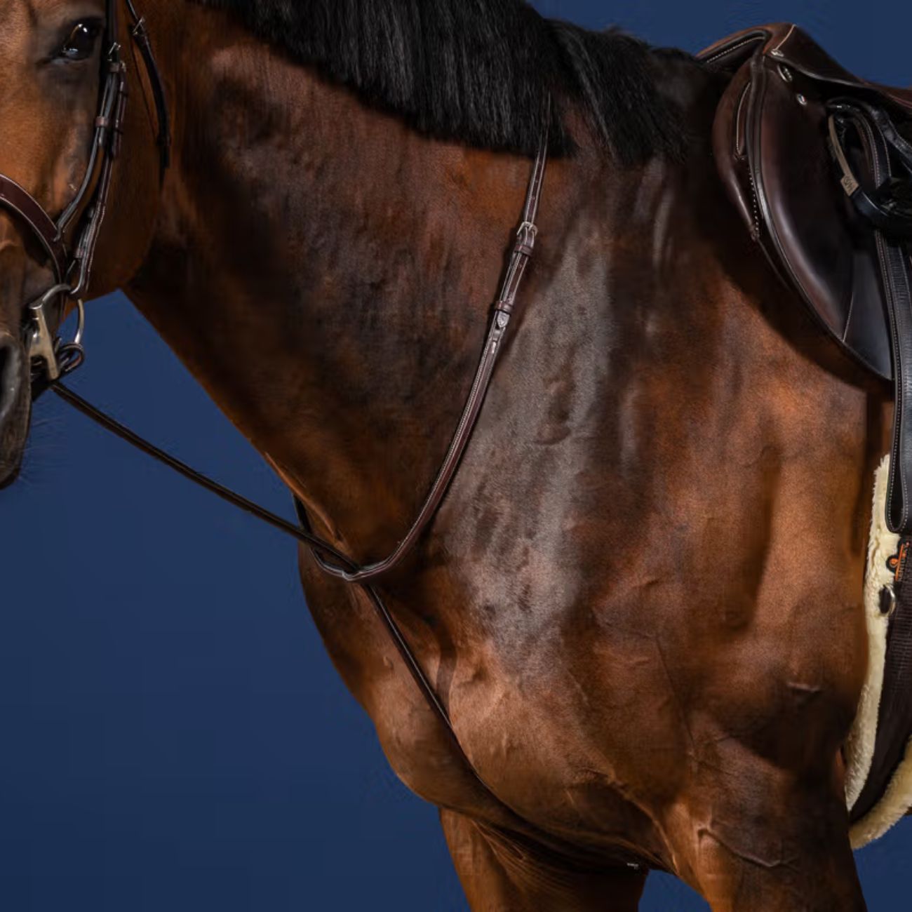 DYON DY'ON STANDING MARTINGALE US COLLECTION DY'ON Marrone MARTINGALE E FORCHETTE US07H BROWN 