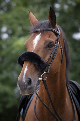 EQUITHEME EQUITHEME EQUITHEME Black - ACCESSORI PER IL CAVALLO 207501 302 BLACK 