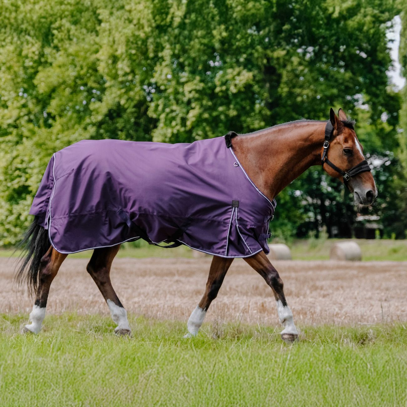 EQUITHEME Coperta Turnout Tyrex Asiance 600D Equitheme 400563 PLUM 