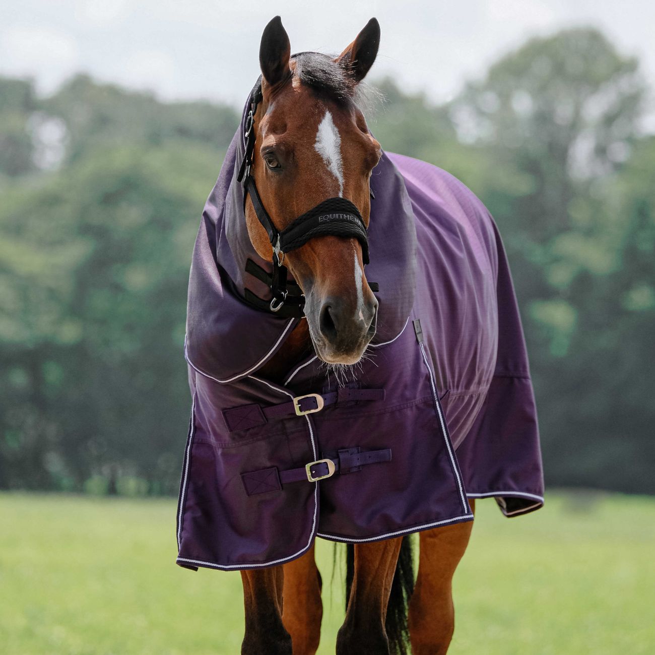 EQUITHEME Copricollo Tyrex 600D 0g Equitheme 400566 PLUM 