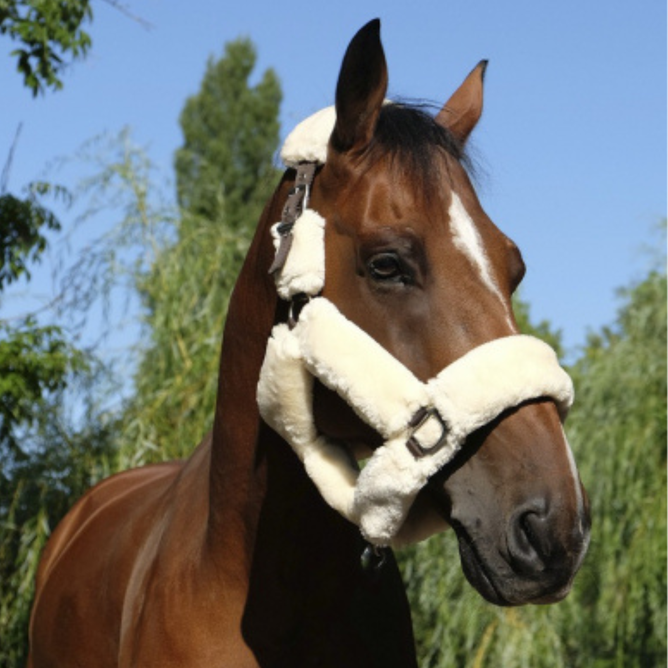 EQUITHEME CapezzaTeddy Equitheme 510092 CHOCOLATE/ECRU 