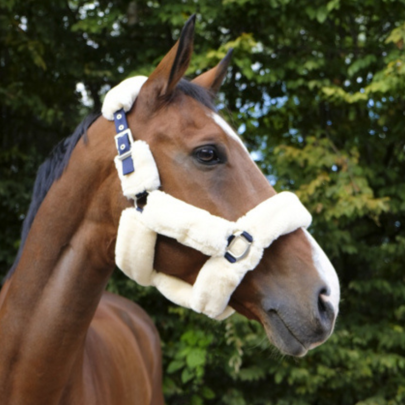 EQUITHEME CapezzaTeddy Equitheme 510092 NAVY/ECRU 