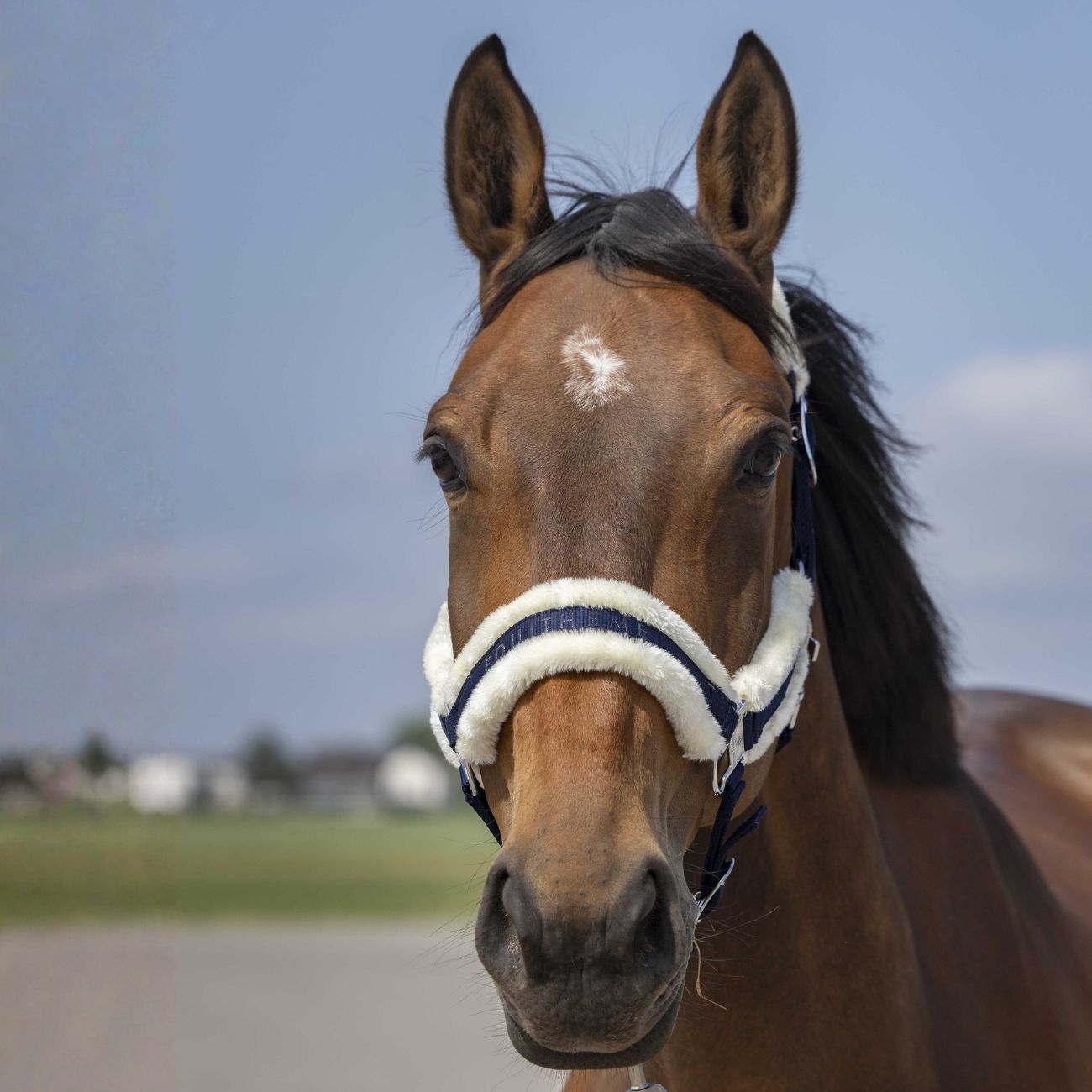 EQUITHEME Capezza Mounton Nylon Halter Equitheme 510253 307NAVY/WHITE 