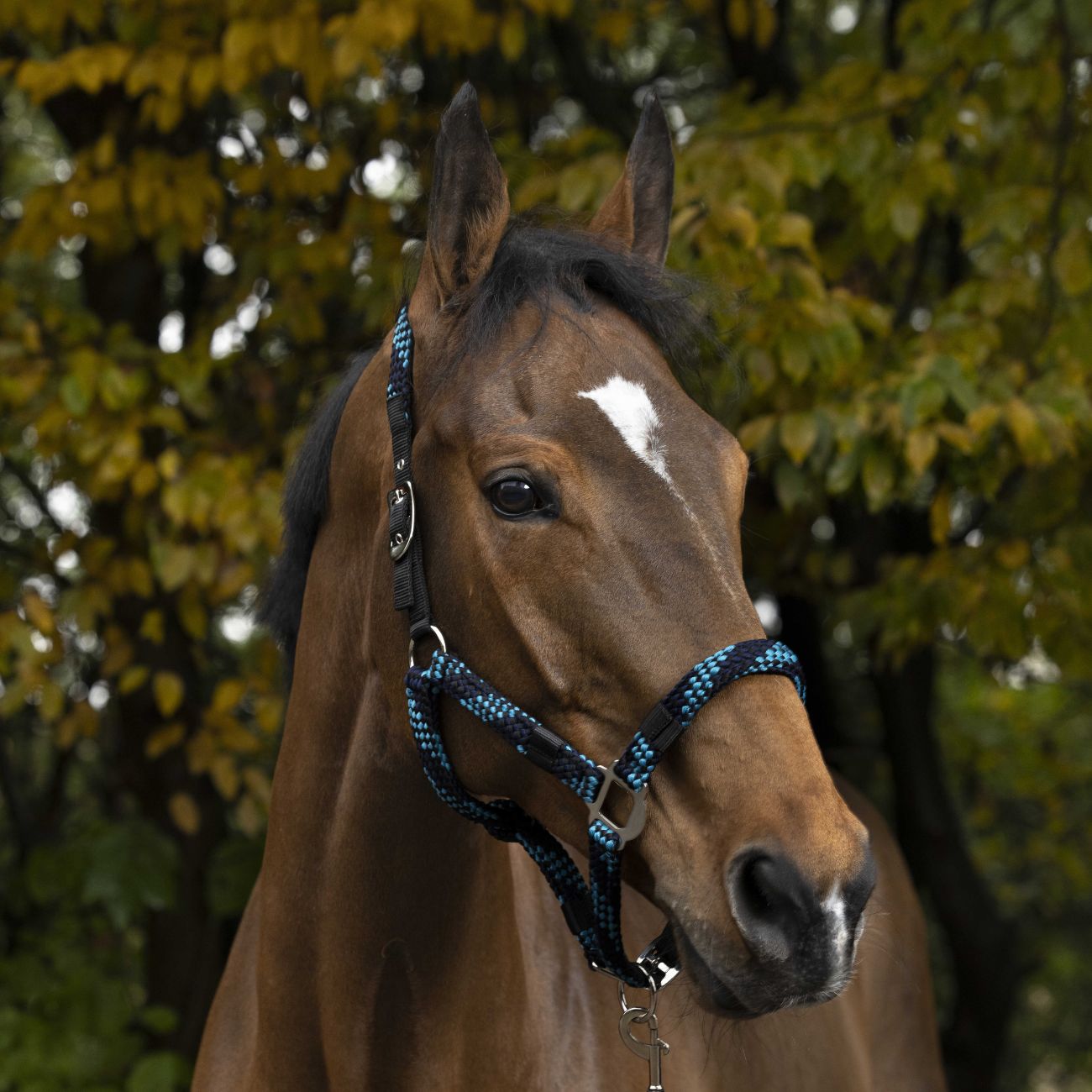 EQUITHEME EQUITHEME BRAID Dark Blues/Turquoise - CAPEZZINI E CAPEZZE 510627 177DARK BLUES/TURQUOISE 