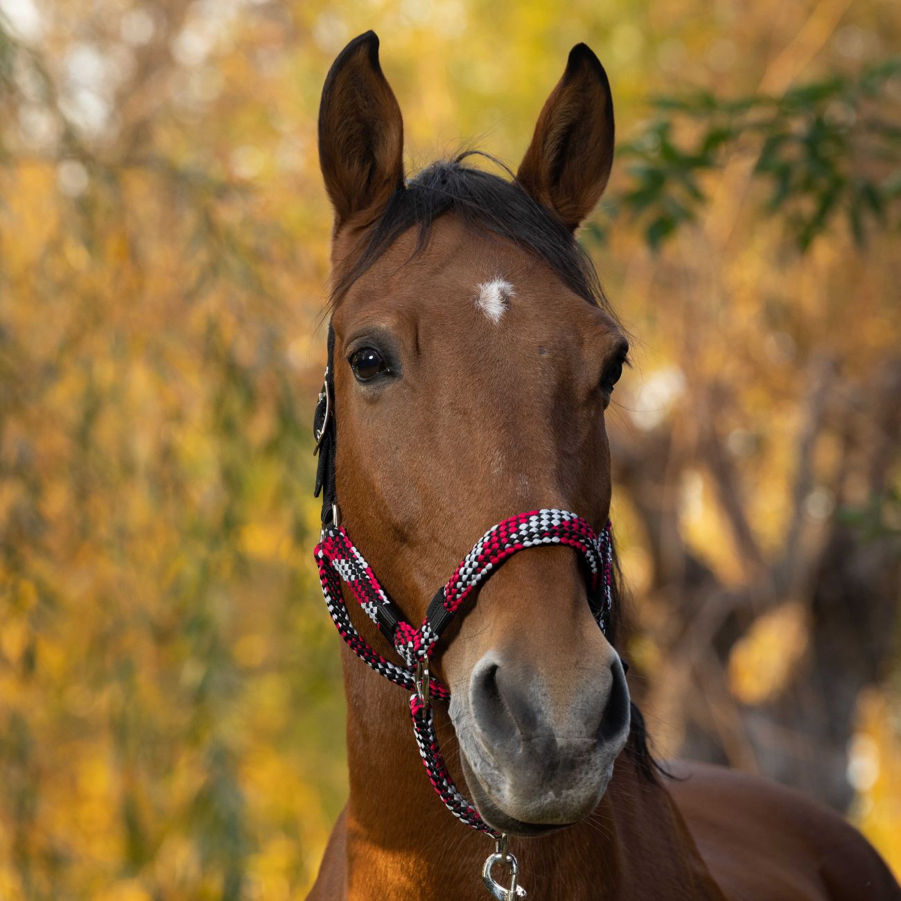 EQUITHEME EQUITHEME BRAID Fuchsia/Grey - CAPEZZINI E CAPEZZE 510627 321FUCHSIA/GREY 