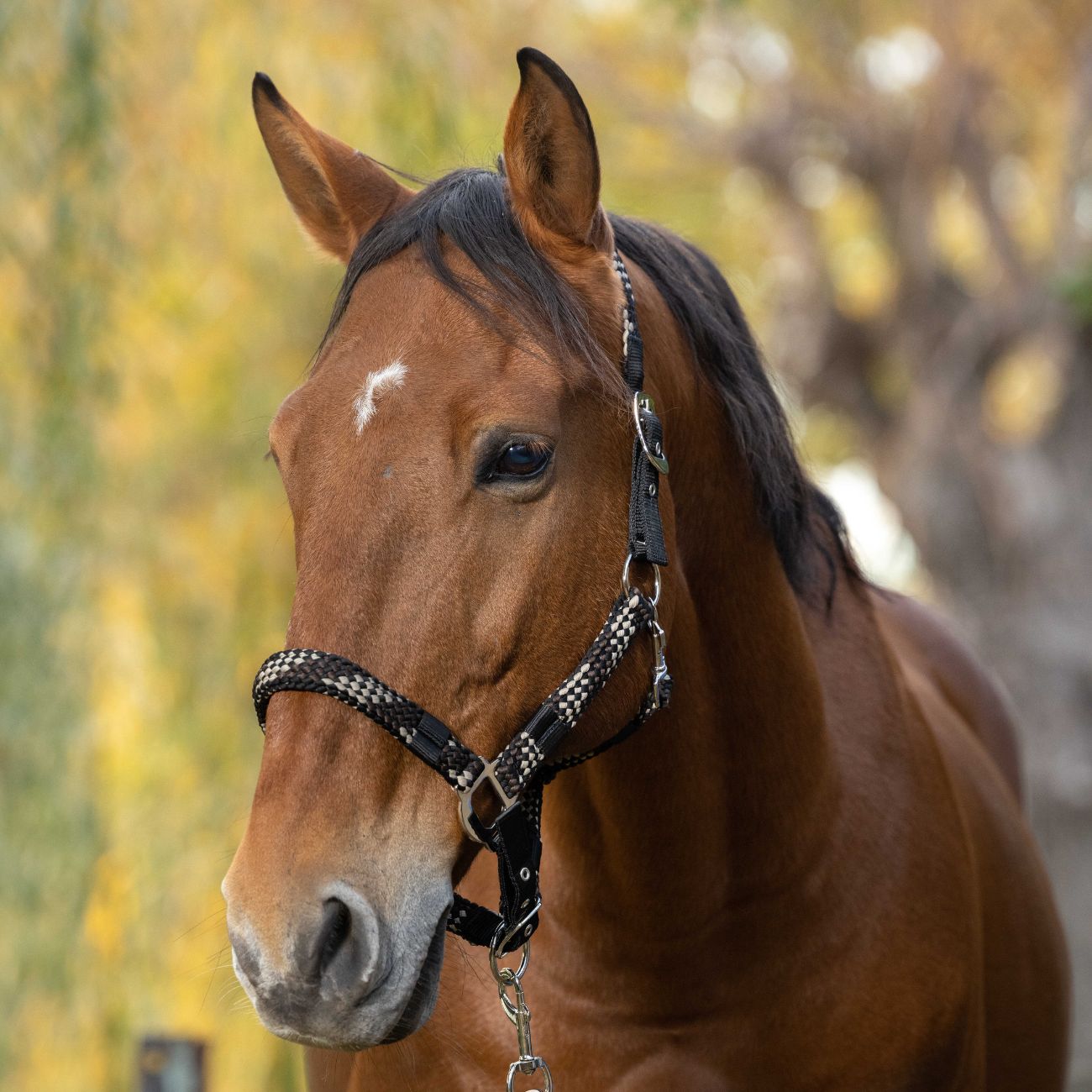 EQUITHEME EQUITHEME BRAID Chocolate/Beige - CAPEZZINI E CAPEZZE [510629542] 510629 542CHOCOLATE/BEIGE 