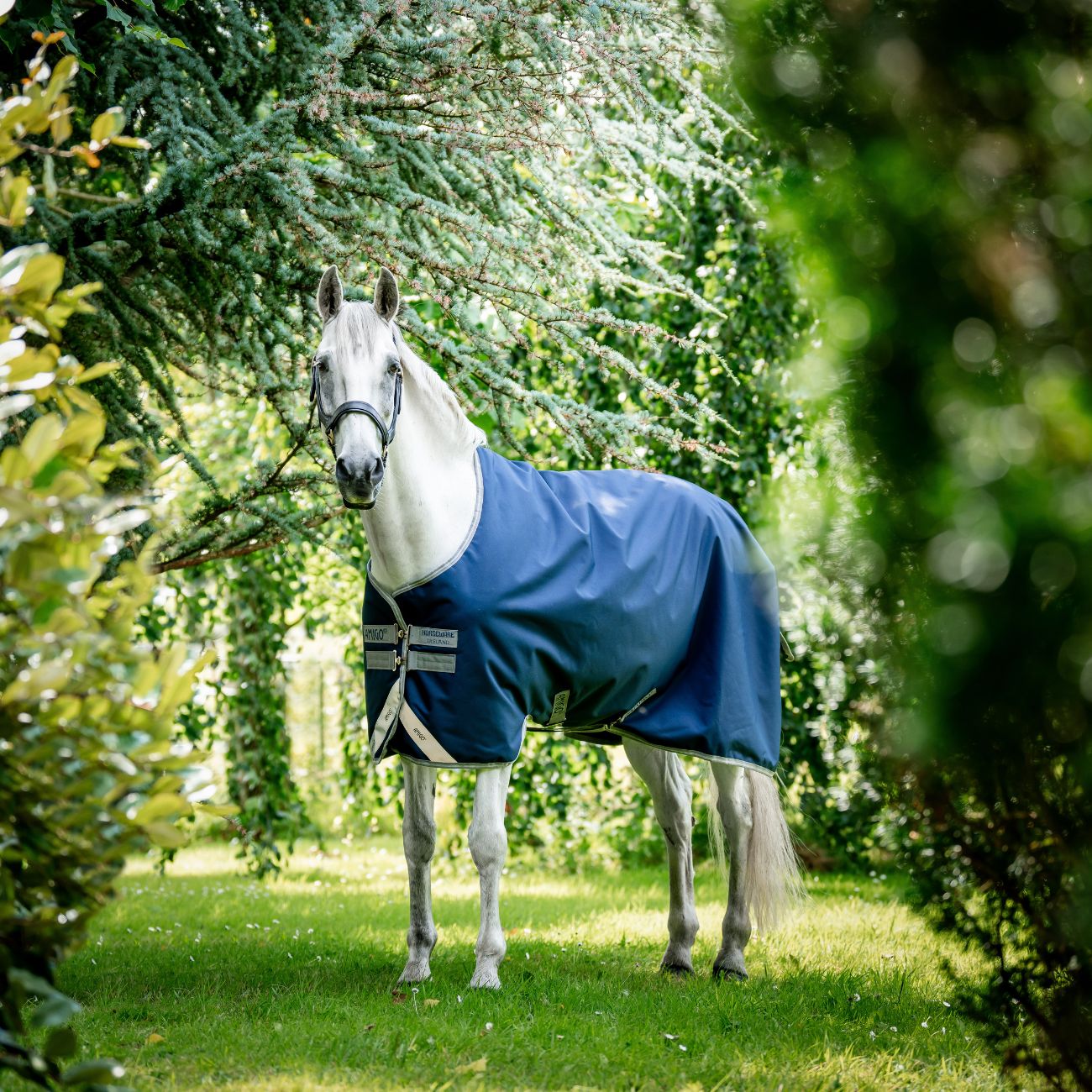 HORSEWARE Coperta Da Paddock Amigo Bravo12 100gr Horseware AARA16-BBE0 NAVY/ELECTRICBLUE 
