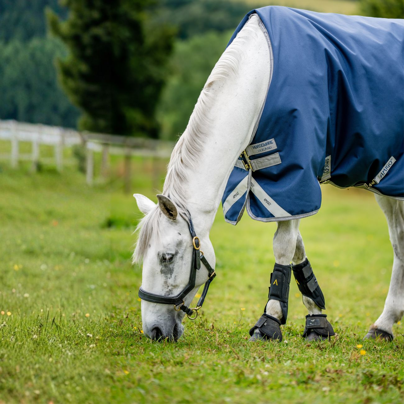 HORSEWARE Coperta Da Paddock Amigo Bravo12 100gr Horseware AARA16-BBE0 NAVY/ELECTRICBLUE 