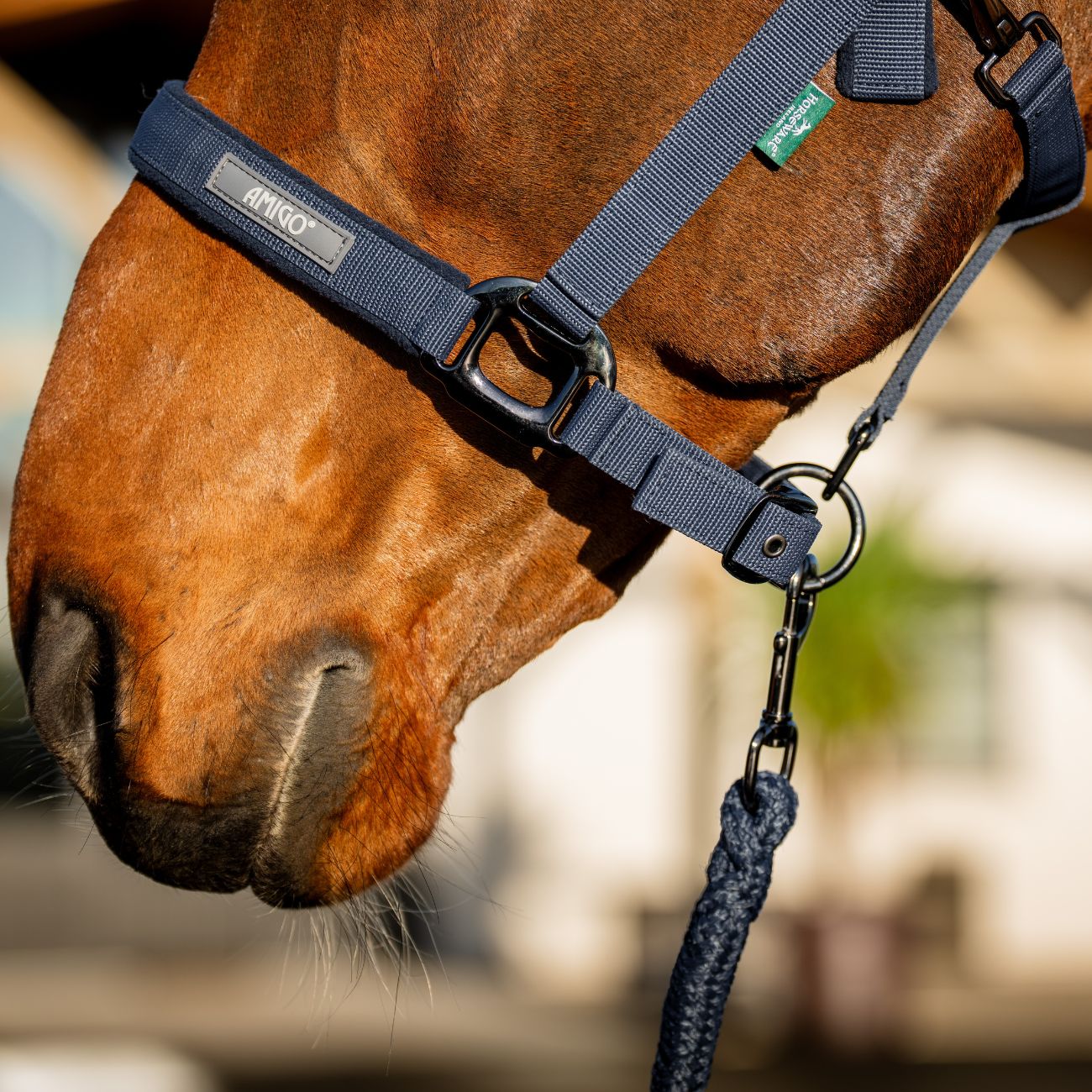 HORSEWARE Set Capezza E Lunghina Amigo Horseware Blu DHRX01 B000NAVY 