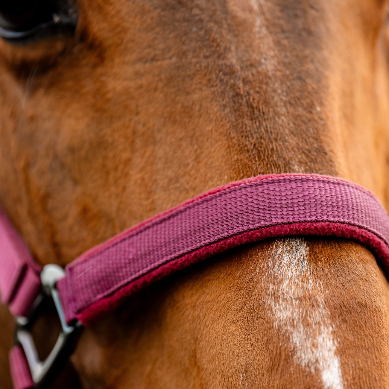 HORSEWARE Set Capezza E Lunghina Amigo Horseware Bordeaux DHRX01 RRR0MULBERRY 