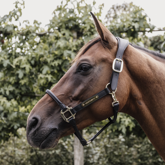 KENTUCKY KENTUCKY CAPEZZA IN CUOIO KENTUCKY Nero capezza per stalla e paddock 42513 01BLACK 