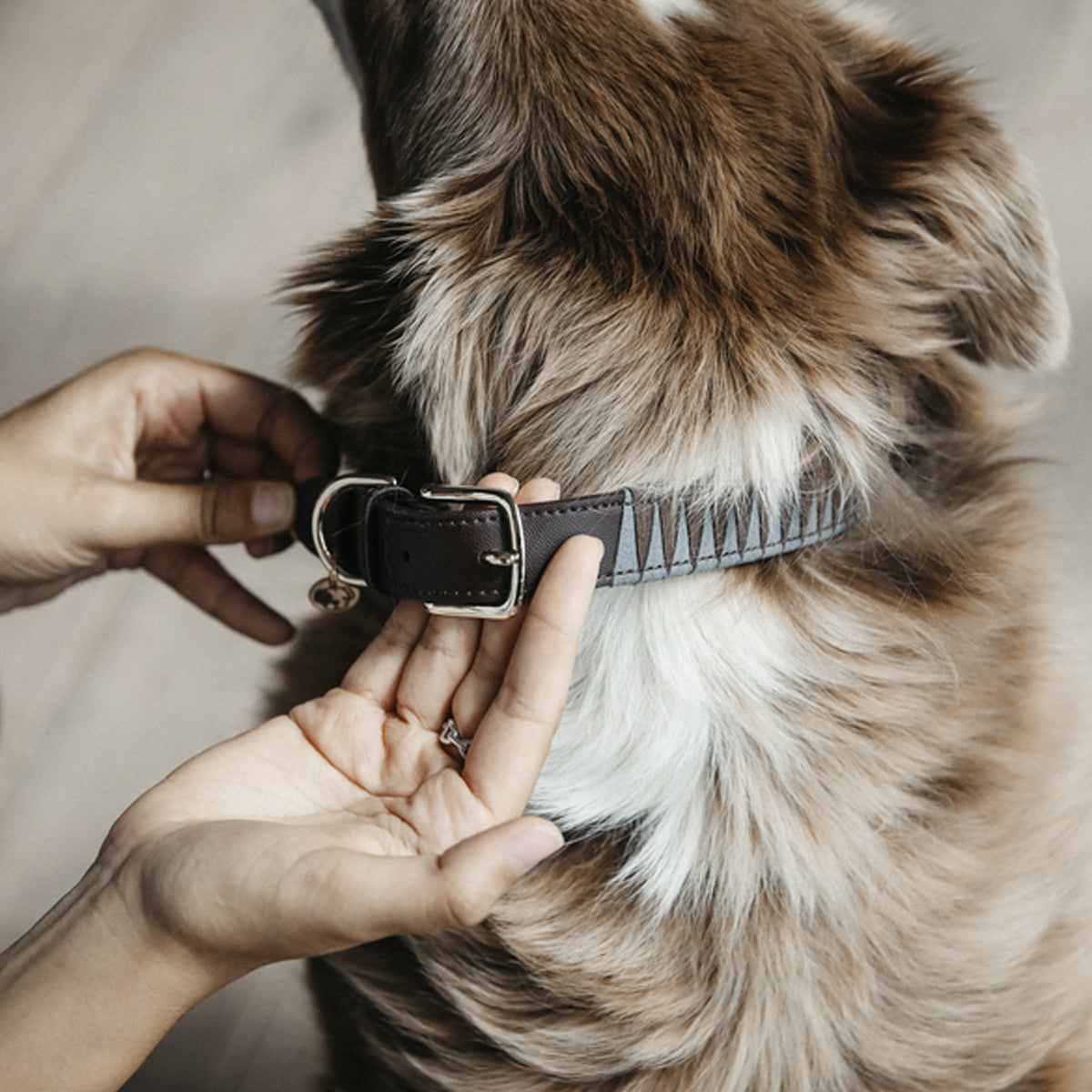 KENTUCKY KENTUCKY COLLARE PER CANE KENTUCKY Marrone accessorio per cani 09KT-42523 05BROWN 