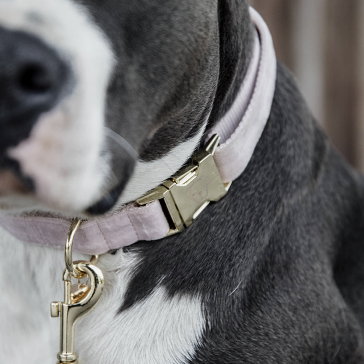KENTUCKY KENTUCKY COLLARE PER CANE IN VELLUTO KENTUCKY Rosa accessorio per cani 09KT-42538 50ROSE 