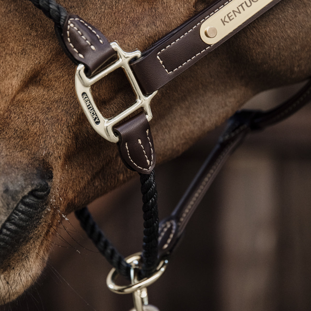 KENTUCKY KENTUCKY CAPEZZINA IN PELLE KENTUCKY Marrone capezza per stalla e paddock 42540 05BROWN 