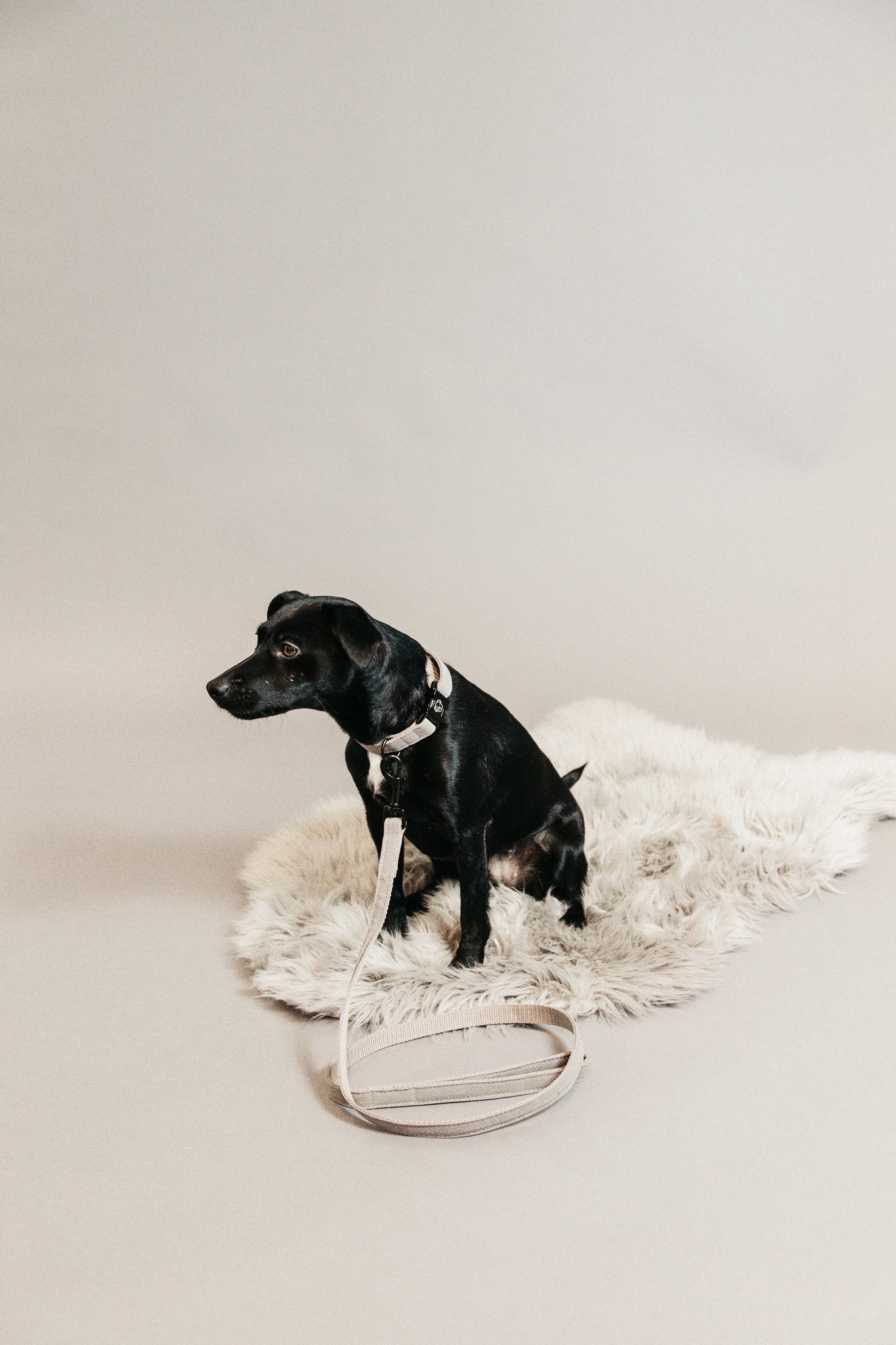 KENTUCKY KENTUCKY COLLARE PER CANE KENTUCKY Beige accessorio per cani 09KT-42630 32BEIGE 