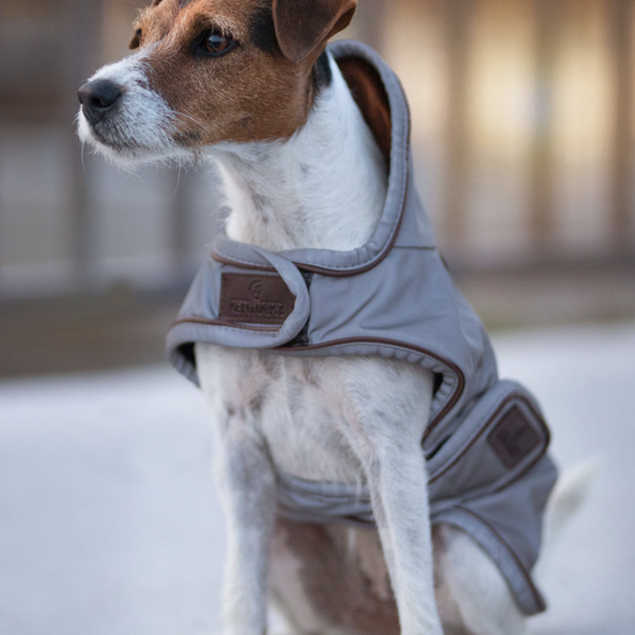 KENTUCKY KENTUCKY CAPPOTTO PER CANI RIFLETTENTE E IDROREPELLENTE Argento accessorio per cani 52125 SILVER 