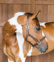 KENTUCKY KENTUCKY CAPEZZA DI PELLE WELLINGTON KENTUCKY Marrone capezza per stalla e paddock 42507 05BROWN 