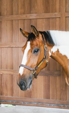 KENTUCKY KENTUCKY CAPEZZA DI PELLE WELLINGTON KENTUCKY Marrone capezza per stalla e paddock 42507 05BROWN 