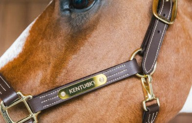 KENTUCKY KENTUCKY CAPEZZA DI PELLE WELLINGTON KENTUCKY Marrone capezza per stalla e paddock 42507 05BROWN 