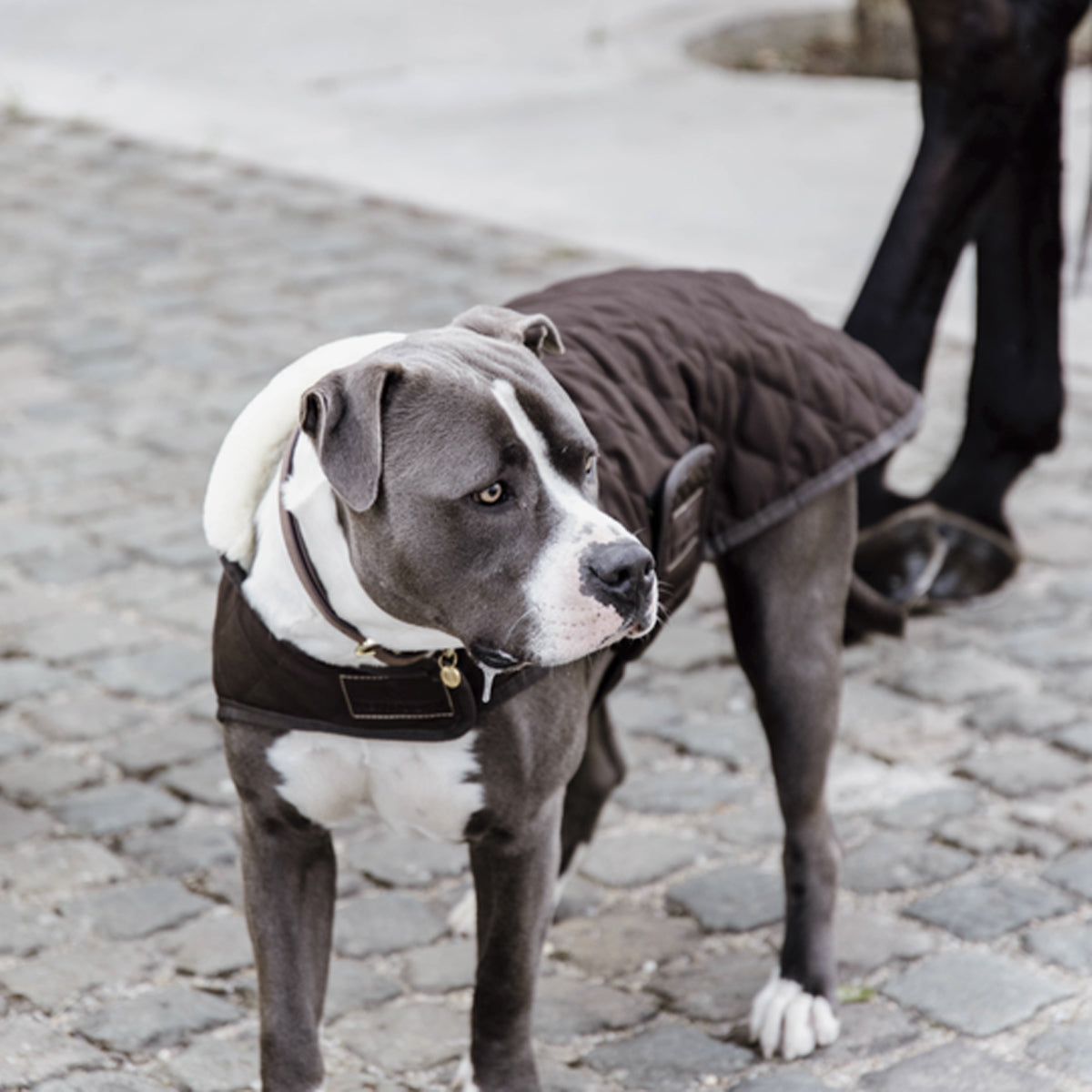 KENTUCKY KENTUCKY COPERTA PER CANE KENTUCKY Marrone coperta per cavallo 09KT52104 BROWN 