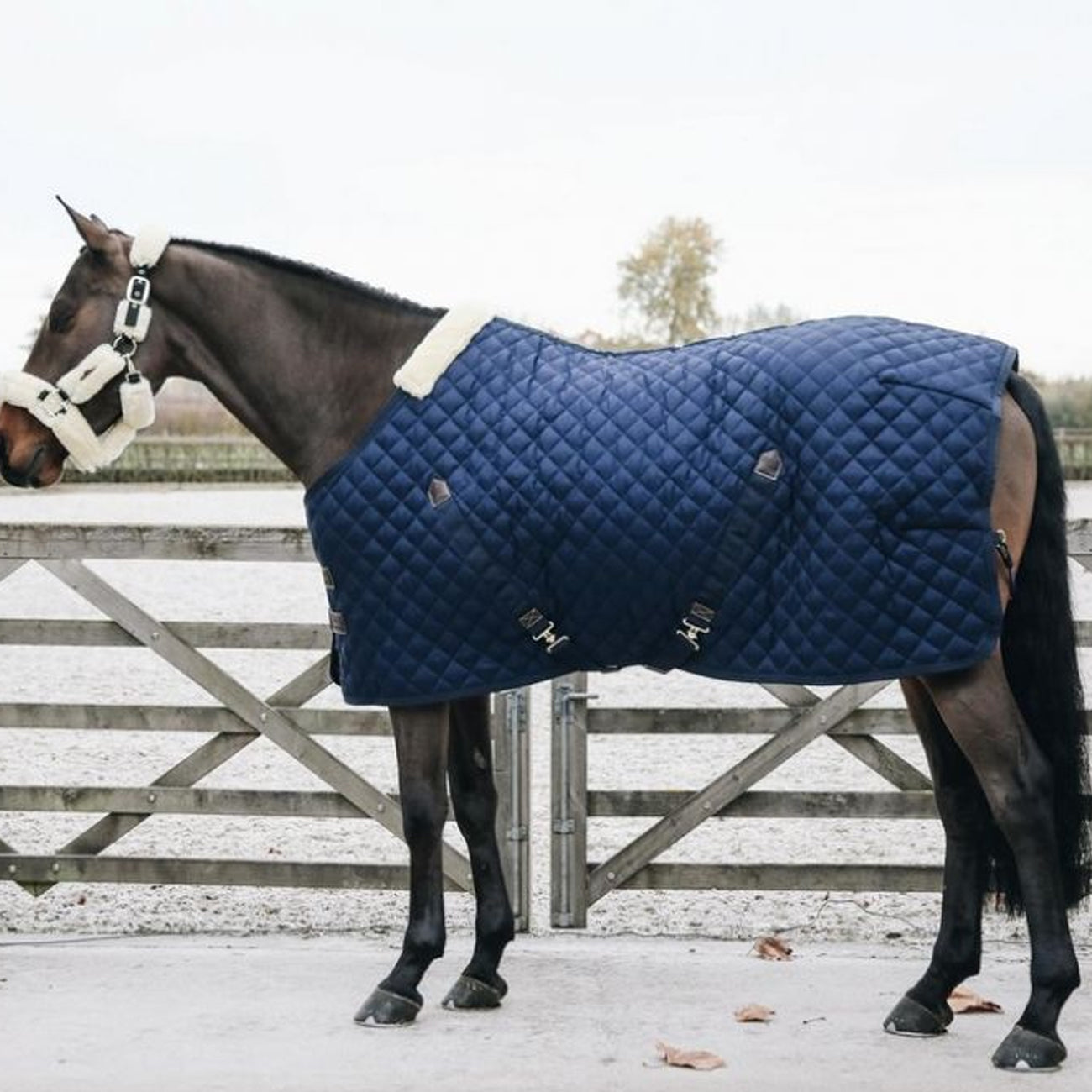 KENTUCKY KENTUCKY COPERTA DA BOX 200GR. Blu coperta per cavallo 09KT52159 NAVY 