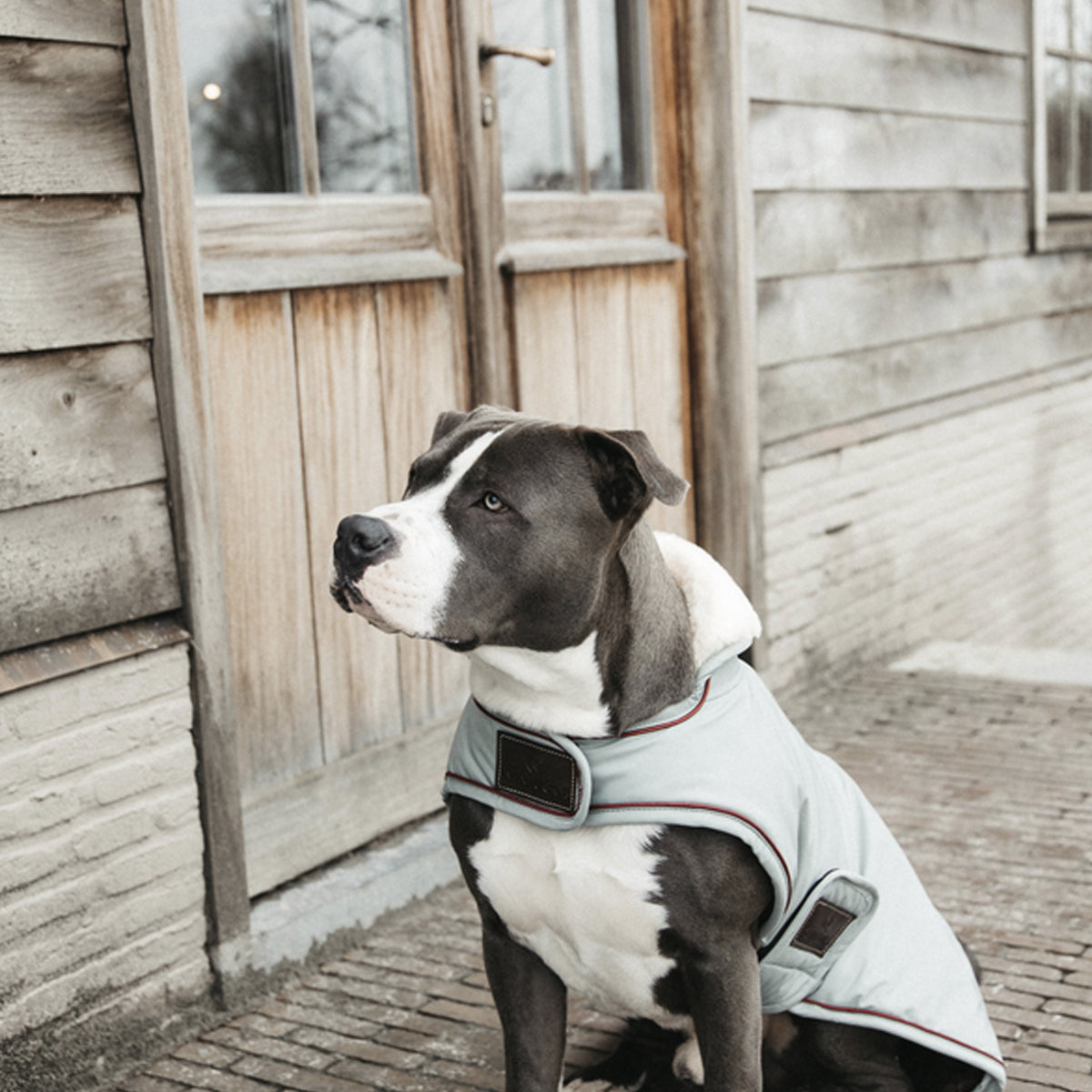 KENTUCKY KENTUCKY CAPPOTTO CANE IMPERMEABILE 160G KENTUCKY Blu accessorio per cani 09KT52244 DUSTY BLUE 