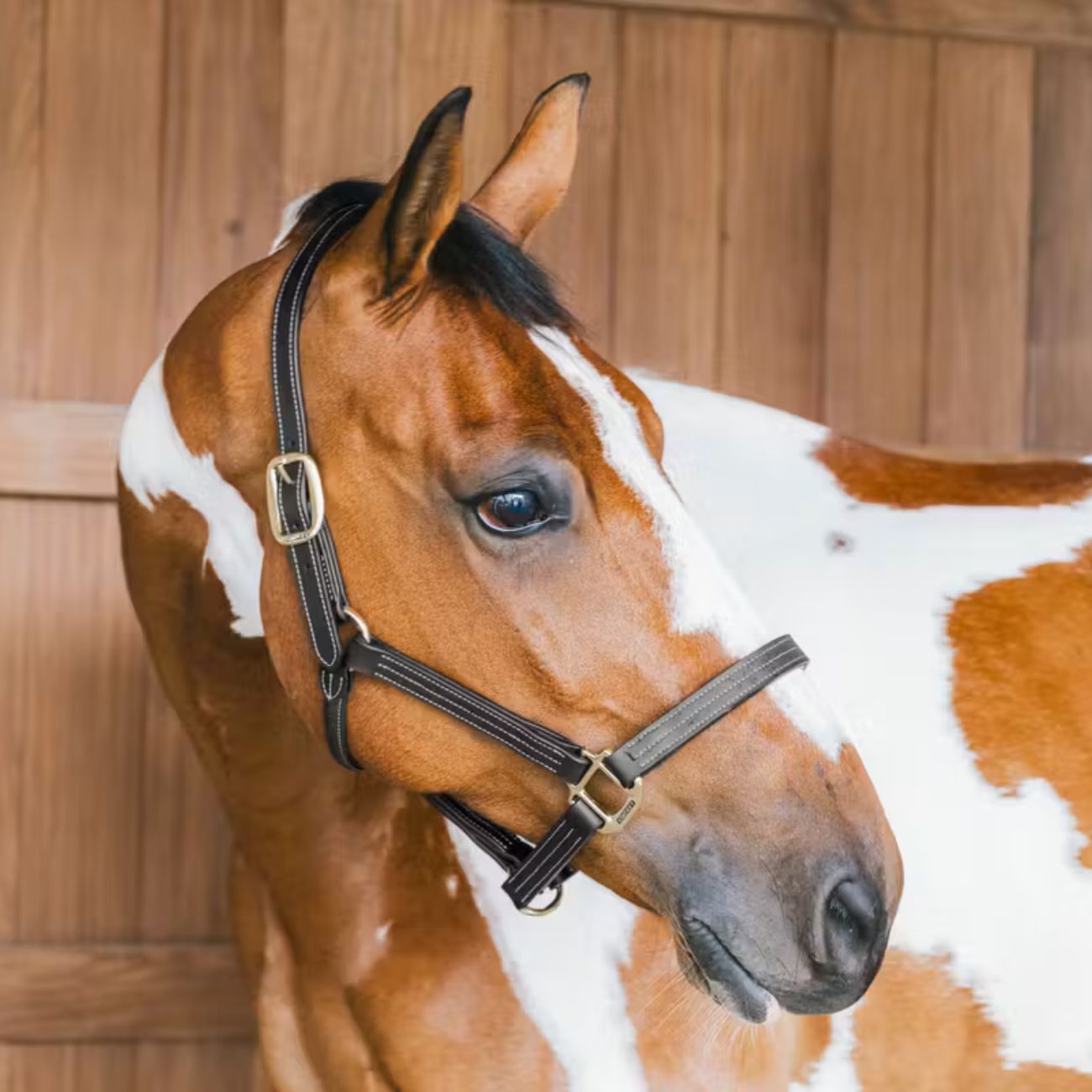 KENTUCKY KENTUCKY CAPEZZA DI PELLE WELLINGTON KENTUCKY Nero capezza per stalla e paddock 42507 01BLACK 