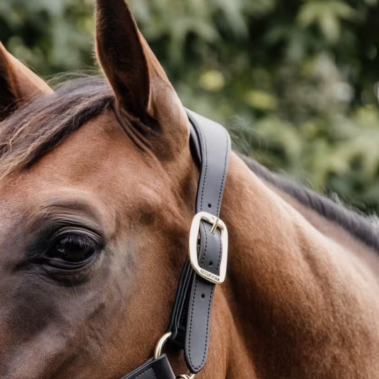 KENTUCKY KENTUCKY ANATOMIC LEATHER HEALTER NECK PICE KENTUCKY Nero capezza per stalla e paddock 42513-NECK 01BLACK 