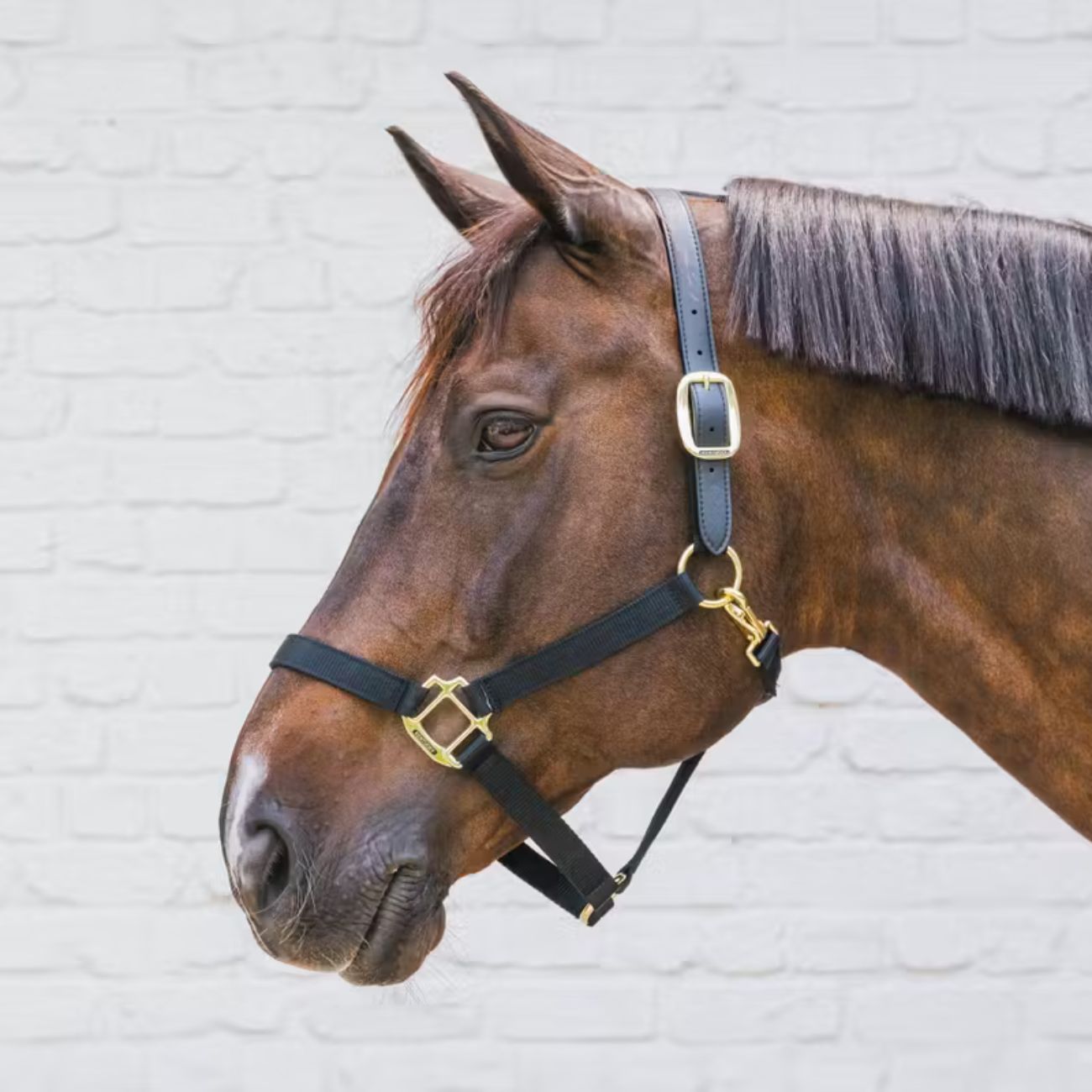 KENTUCKY KENTUCKY NYLON HALTER BREAKAWAY KENTUCKY Nero capezza per stalla e paddock 42665 01BLACK 