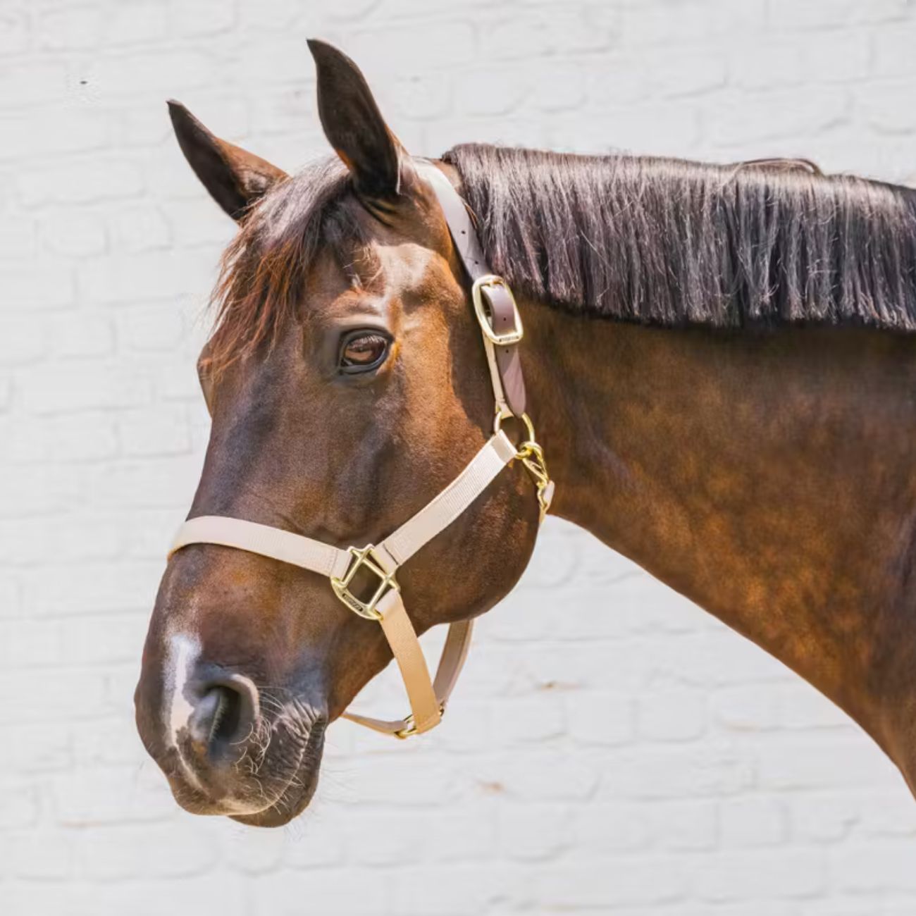 KENTUCKY KENTUCKY NYLON HALTER BREAKAWAY KENTUCKY Beige capezza per stalla e paddock 42665 32BEIGE 