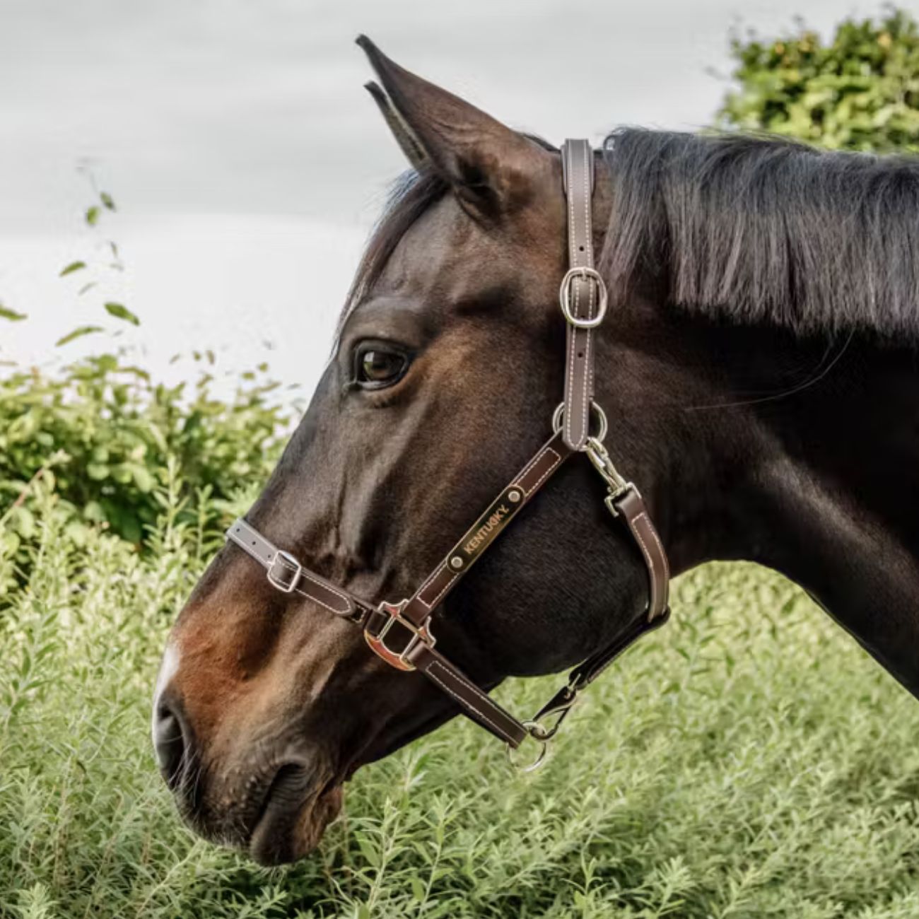 KENTUCKY KENTUCKY LEATHER HALTER FLEXIBLE NECK PIECE KENTUCKY Marrone capezza per stalla e paddock 42712-NECK BROWN 
