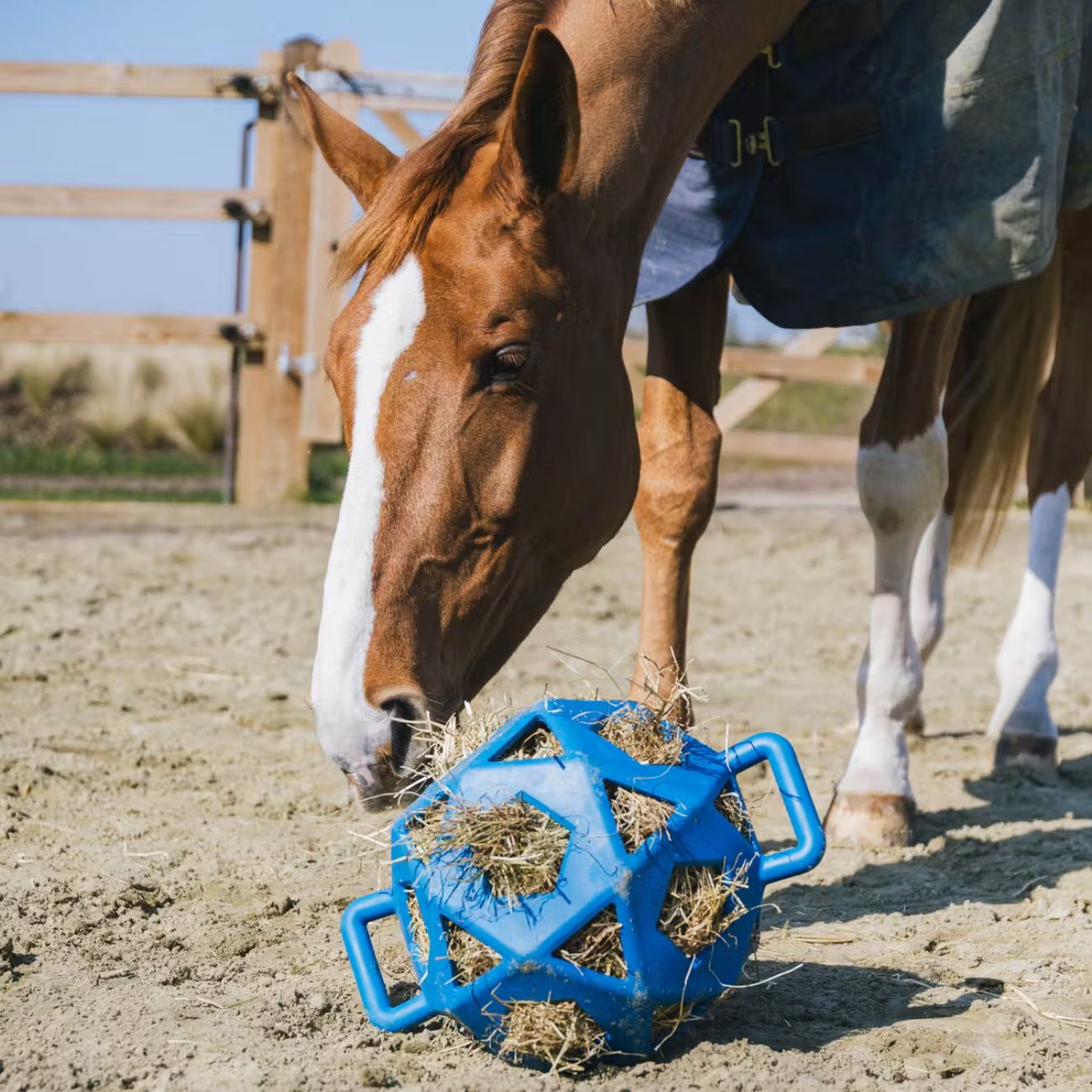 KENTUCKY KENTUCKY PALLA RELAX HORSE PLAY&HAY Royalblue accessori per il cavallo 82153 62ROYALBLUE 