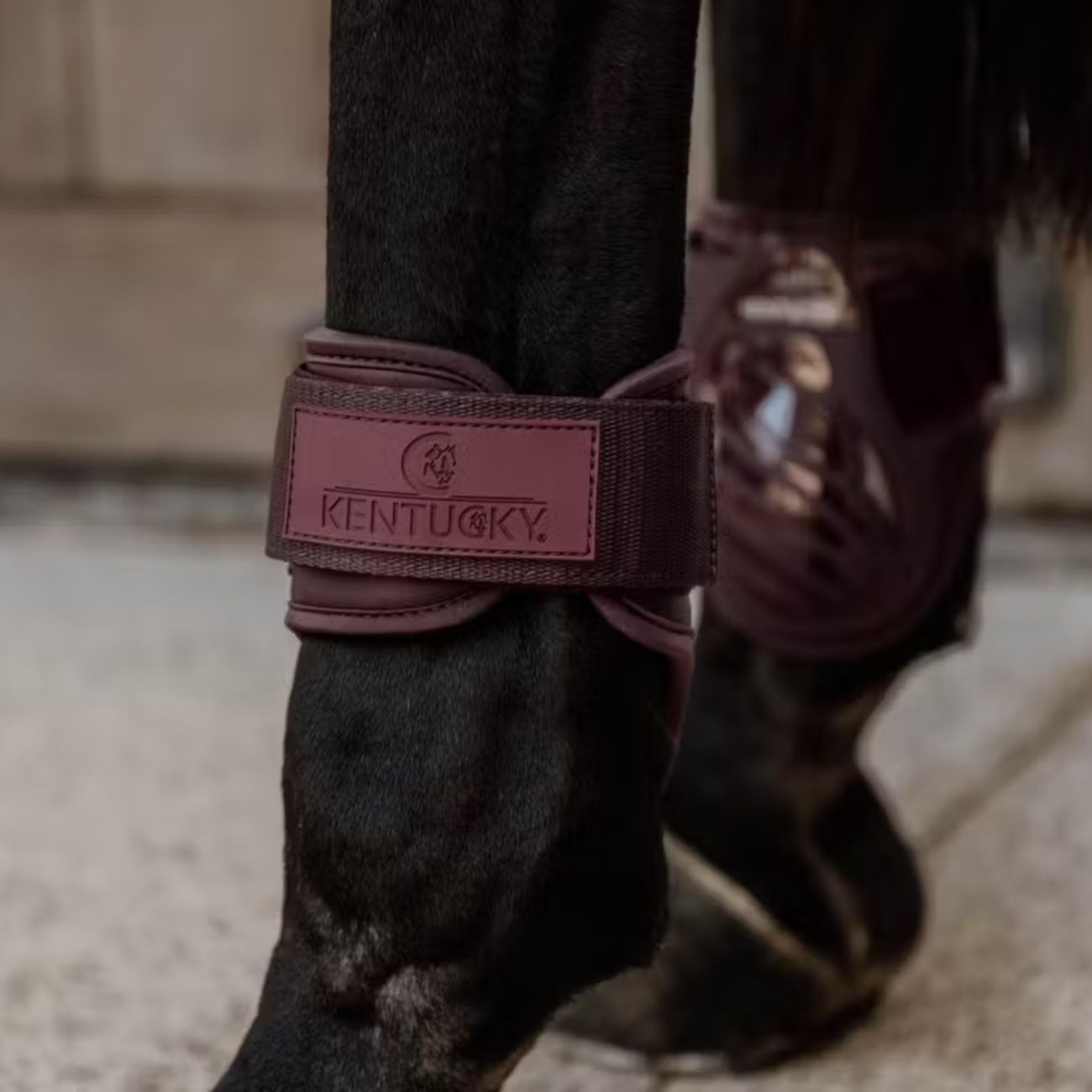 KENTUCKY Paranocche Kentucky Bordeaux 88201 17BORDEAUX 