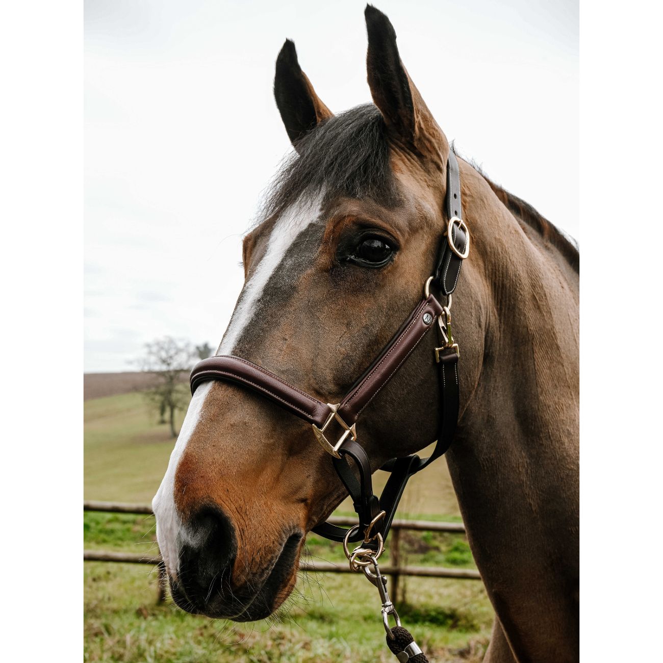 NORTON Capezza Spring Grooming Norton Marrone 510324 HAVANA 