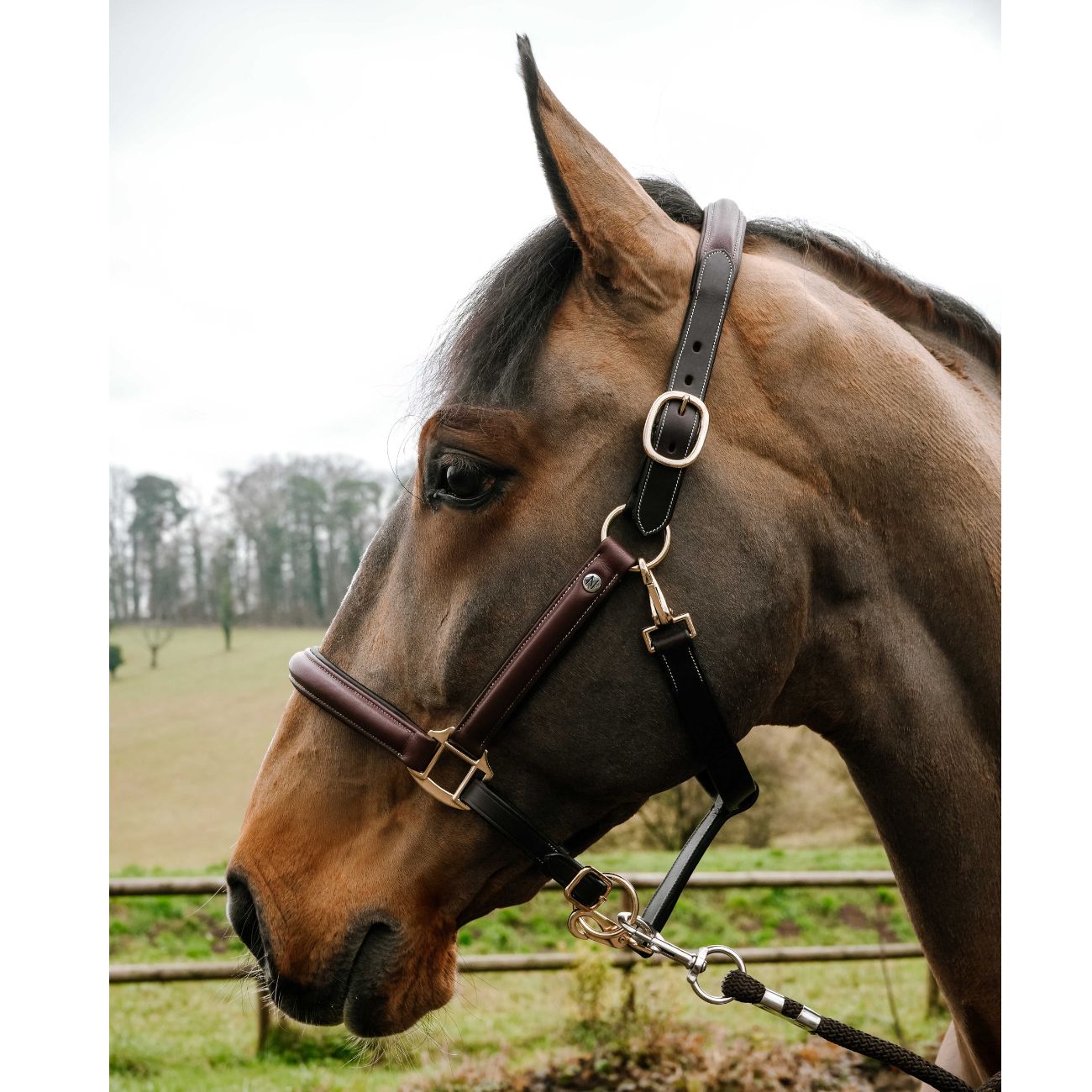 NORTON Capezza Spring Grooming Norton Marrone 510324 HAVANA 