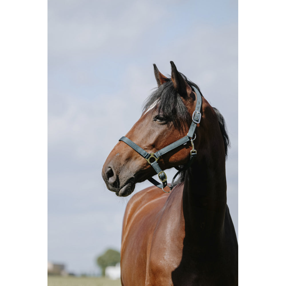 RIDING WORLD RIDING WORLD Cushing Nylon Headcollar Riding World GREEN salvaschiena per sella inglese 510258 109GREEN 