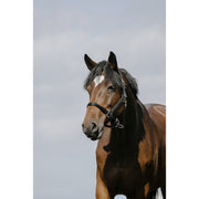 RIDING WORLD RIDING WORLD Cushing Nylon Headcollar Riding World BLACK salvaschiena per sella inglese 510258 202BLACK 