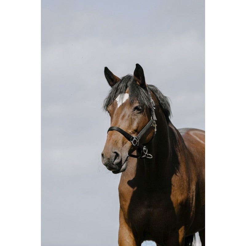 RIDING WORLD RIDING WORLD Cushing Nylon Headcollar Riding World BLACK salvaschiena per sella inglese 510258 202BLACK 