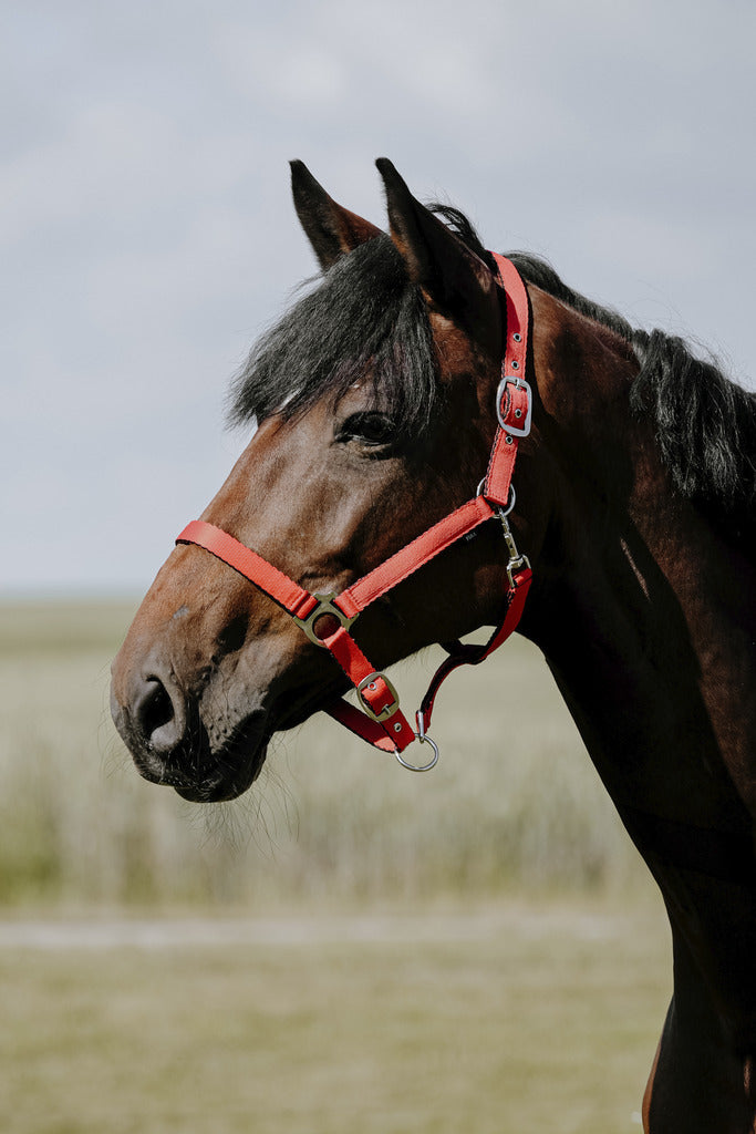 RIDING WORLD RIDING WORLD Cushing Nylon Headcollar Riding World RED salvaschiena per sella inglese 510258 203RED 