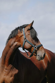 RIDING WORLD RIDING WORLD Cushing Nylon Headcollar Riding World Dark green salvaschiena per sella inglese 510258 209DARKGREEN 