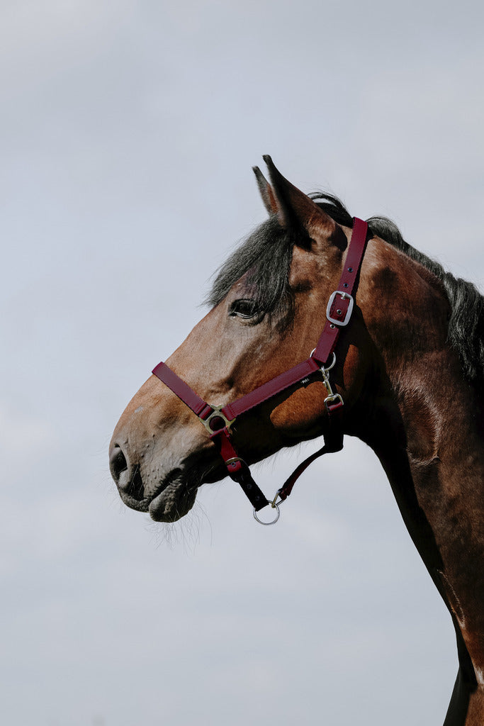 RIDING WORLD RIDING WORLD Cushing Nylon Headcollar Riding World BURGUNDY salvaschiena per sella inglese 510258 233BURGUNDY 
