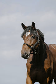 RIDING WORLD RIDING WORLD Cushing Nylon Headcollar Riding World BLACK salvaschiena per sella inglese 510258 302BLACK 